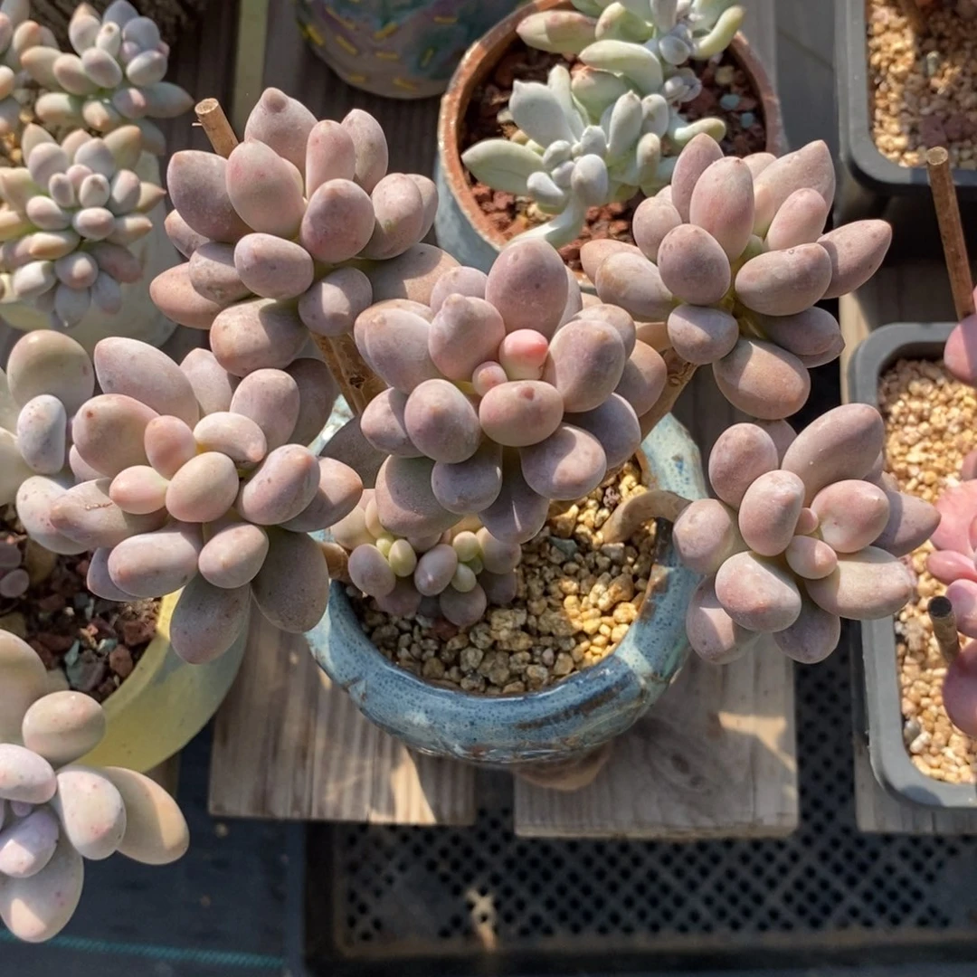 多肉橘子奶老桩A311