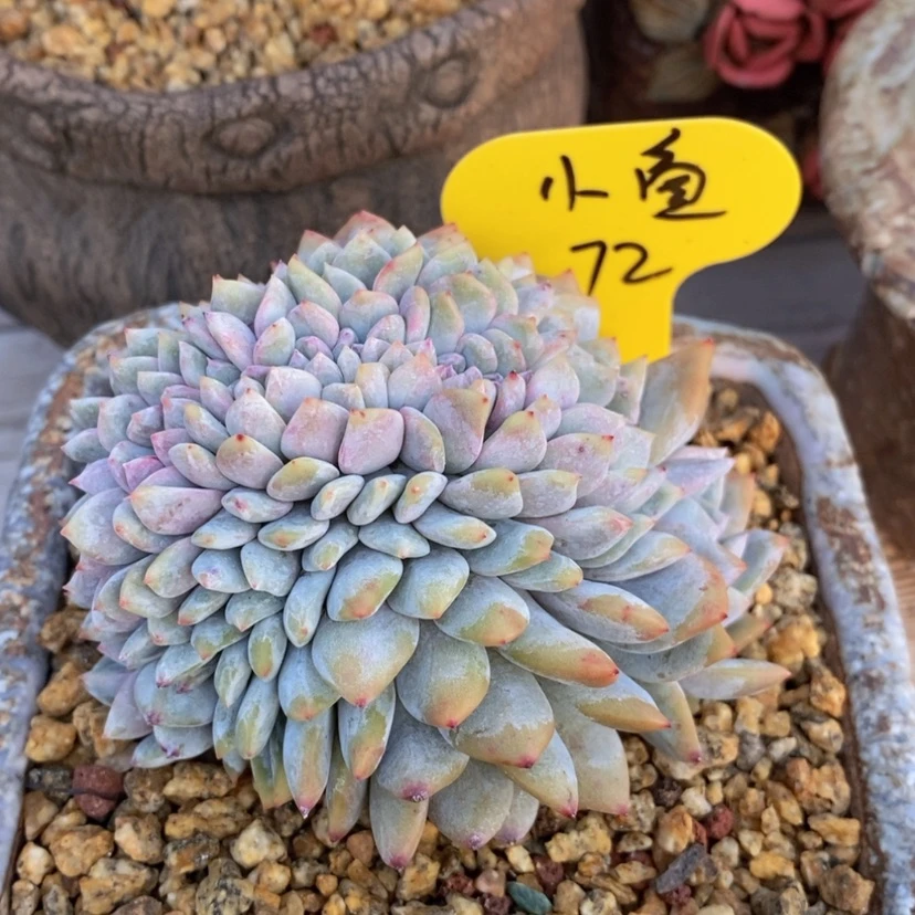 【闪购商品】小**乖星影缀