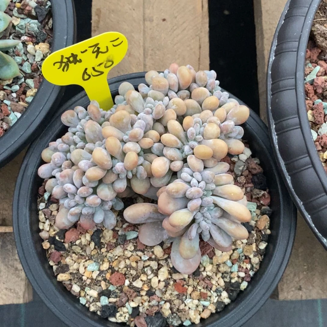 我***二夏娃缀化小鱼寄养出650