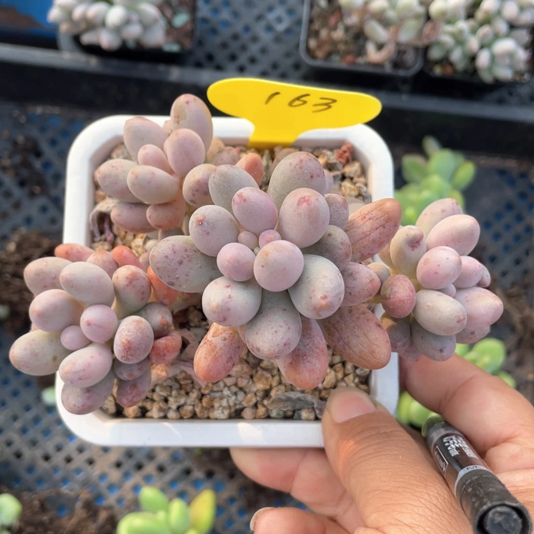 桃花奶酪群生一个163