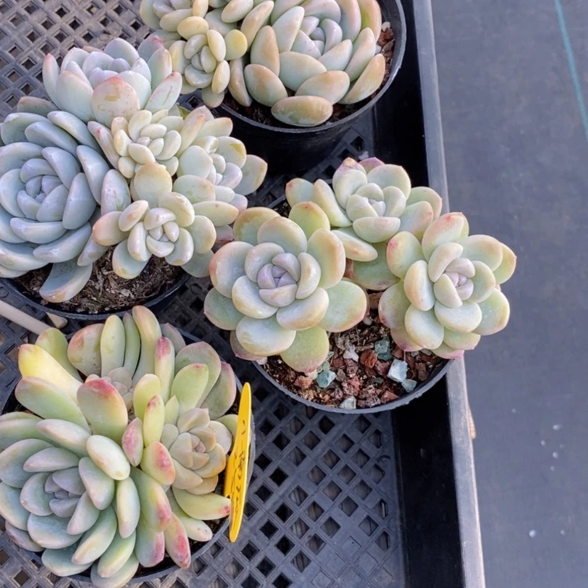 【闪购商品】?****?冰玉四个