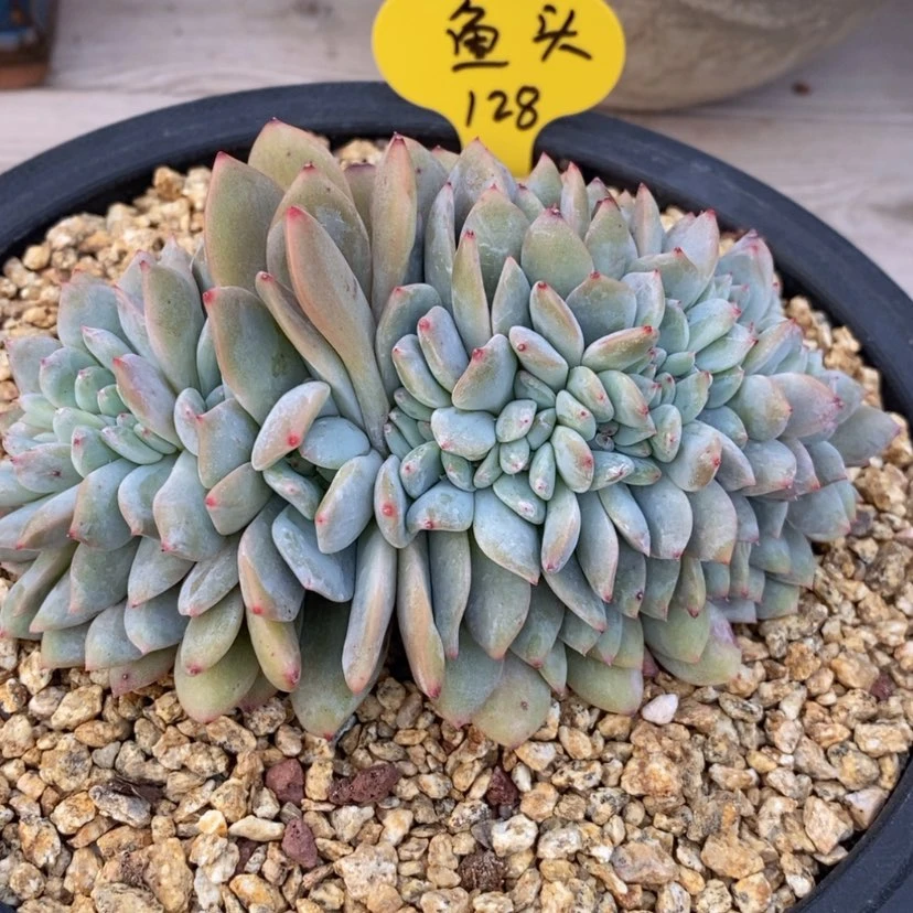 【闪购商品】剁***头星影缀