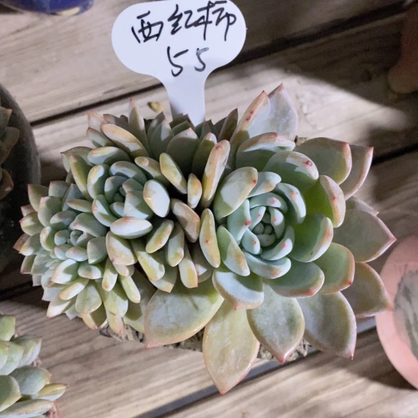 【闪购商品】西****样星影缀