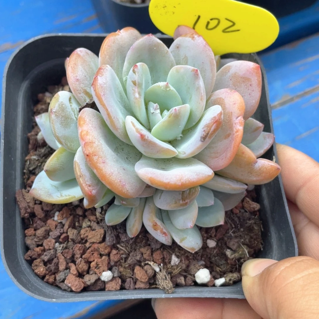 抹茶多头有砍一个102