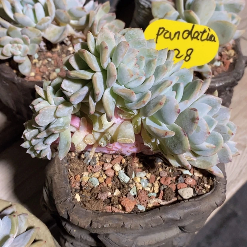 【闪购商品】?****）星影缀