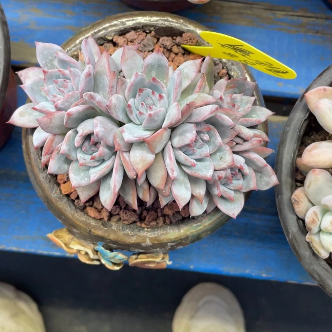 無***?粉蓝鸟朵朵缀一个88