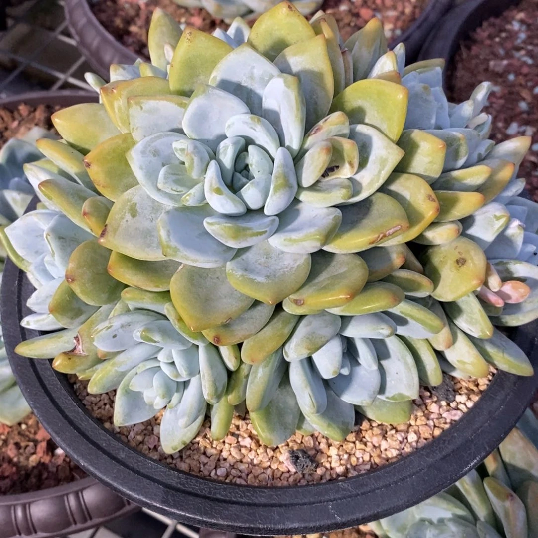 迷*冷香群生一个无砍45