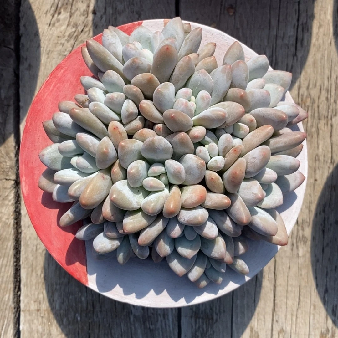 留****你多肉奶酪体香水啦啦