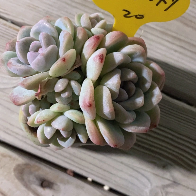 【闪购商品】w****y冰玉