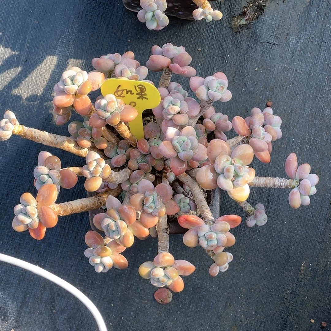 如***吧红洛神一个清台子不包断枝20