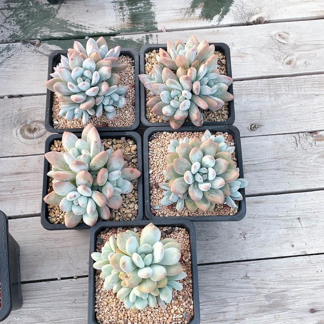 香水五个一组无砍无摘58