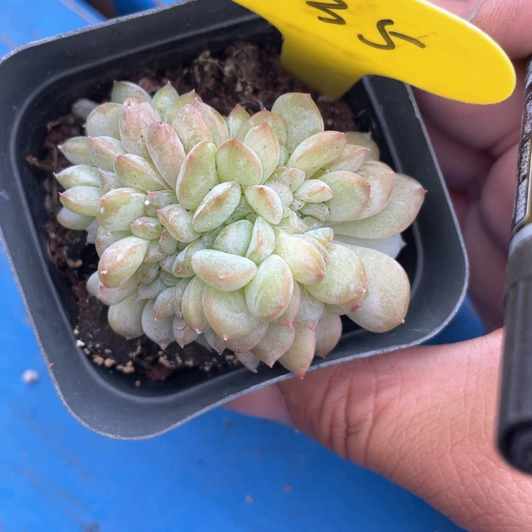 冰魄缀化很小一个35
