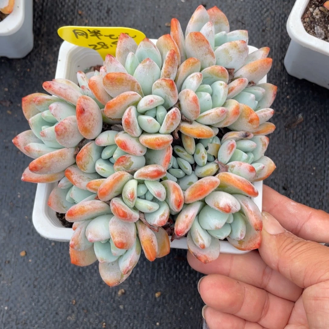 胖****?冷香群生一个28.8