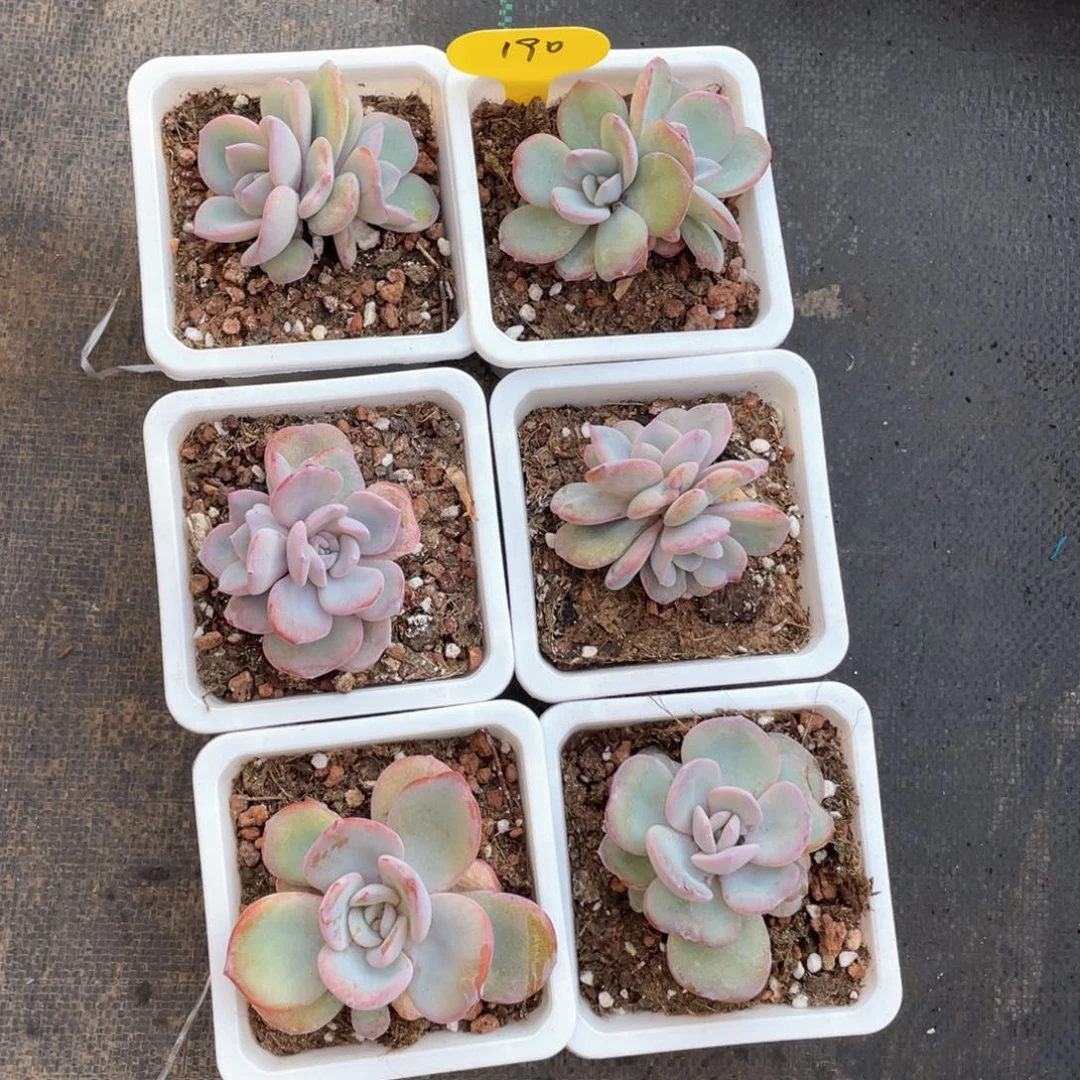 奶茶六个一组190