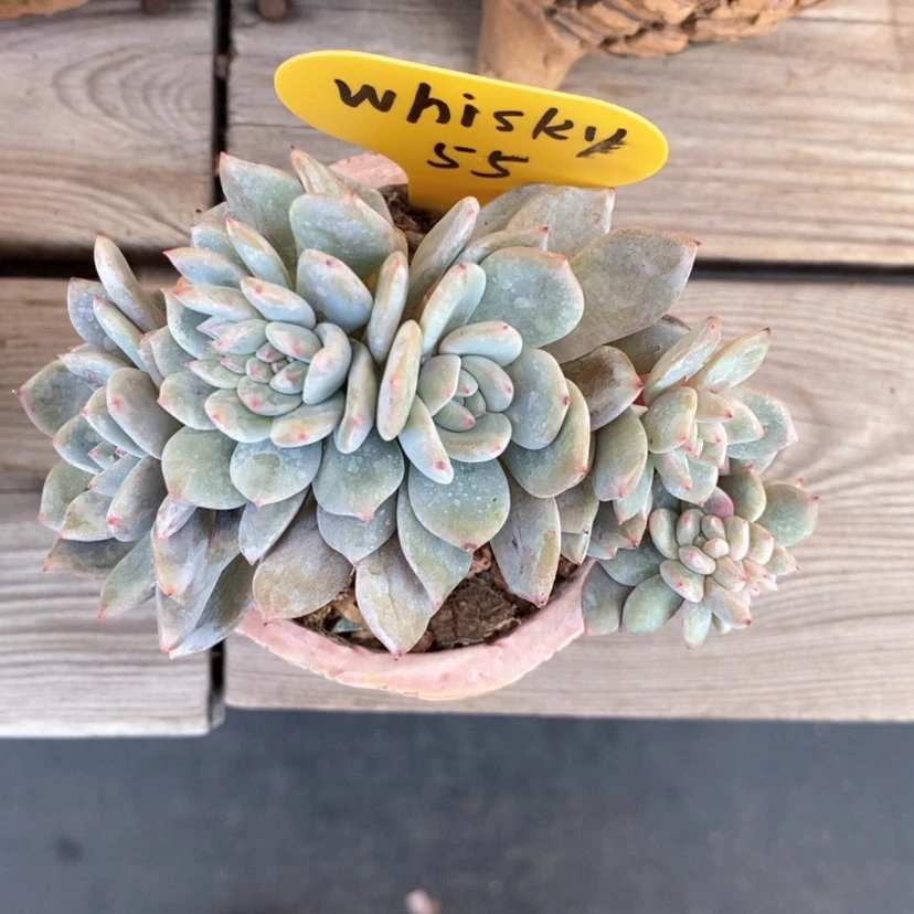 【闪购商品】w****y星影缀
