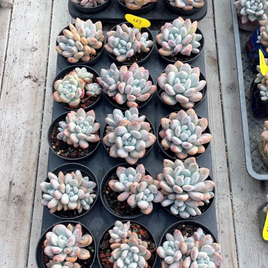 香水十五个一组167号