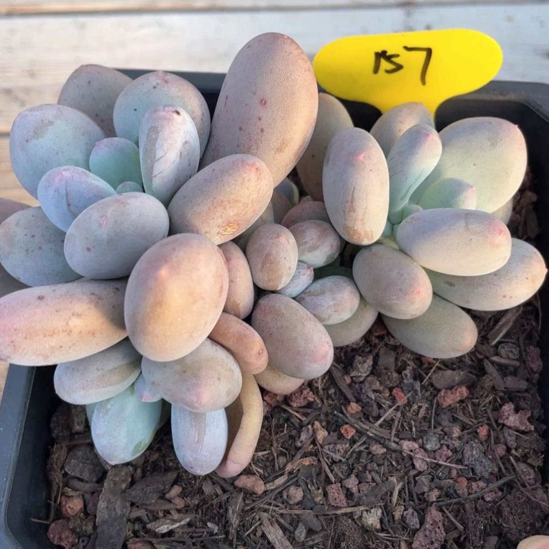 大叶奶群生一个157