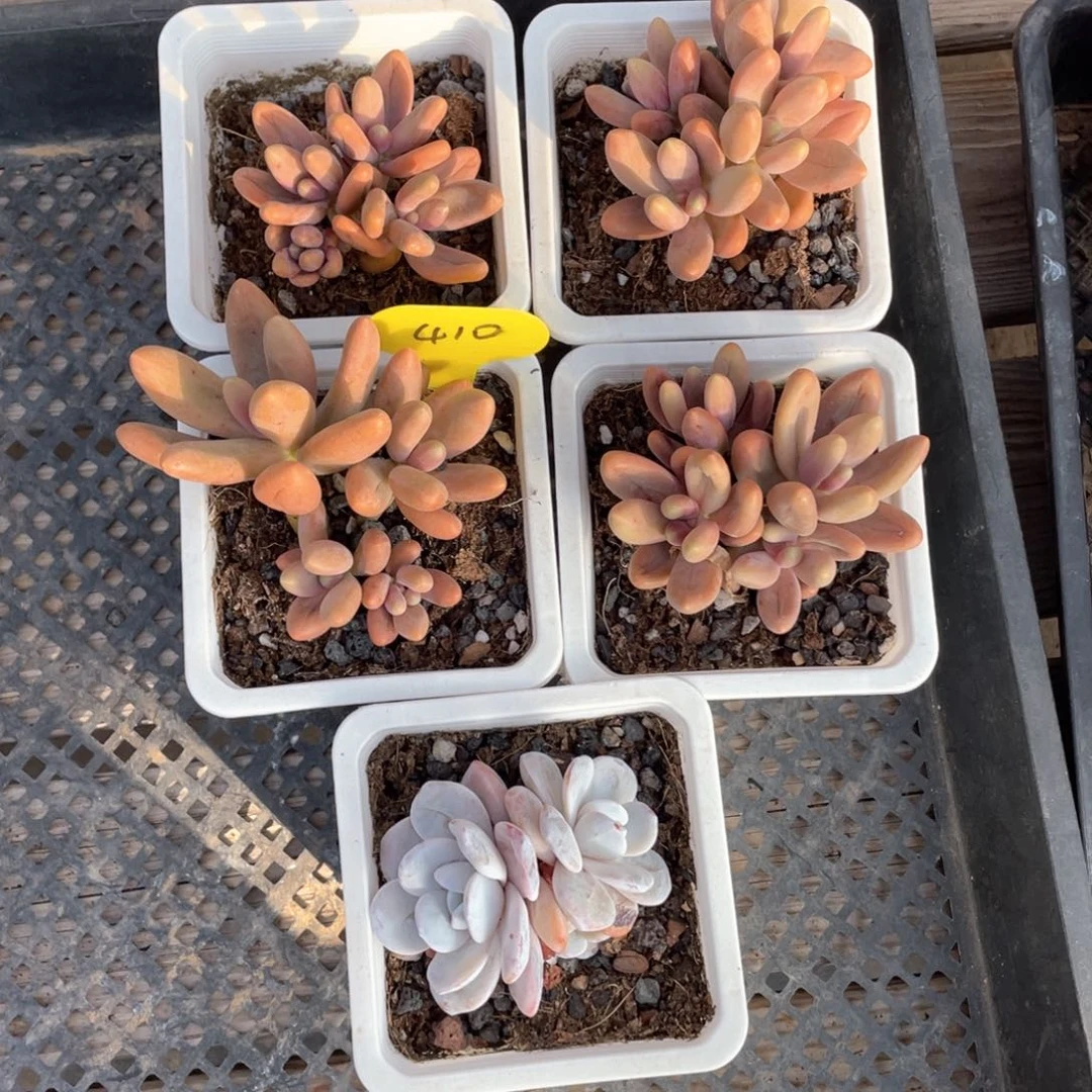 糖果美人四个加雪莲410