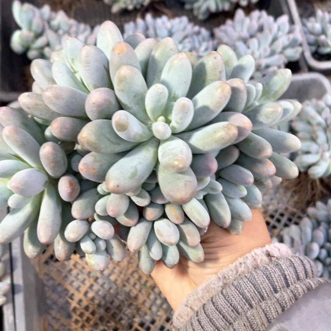 汤圆群生一个138
