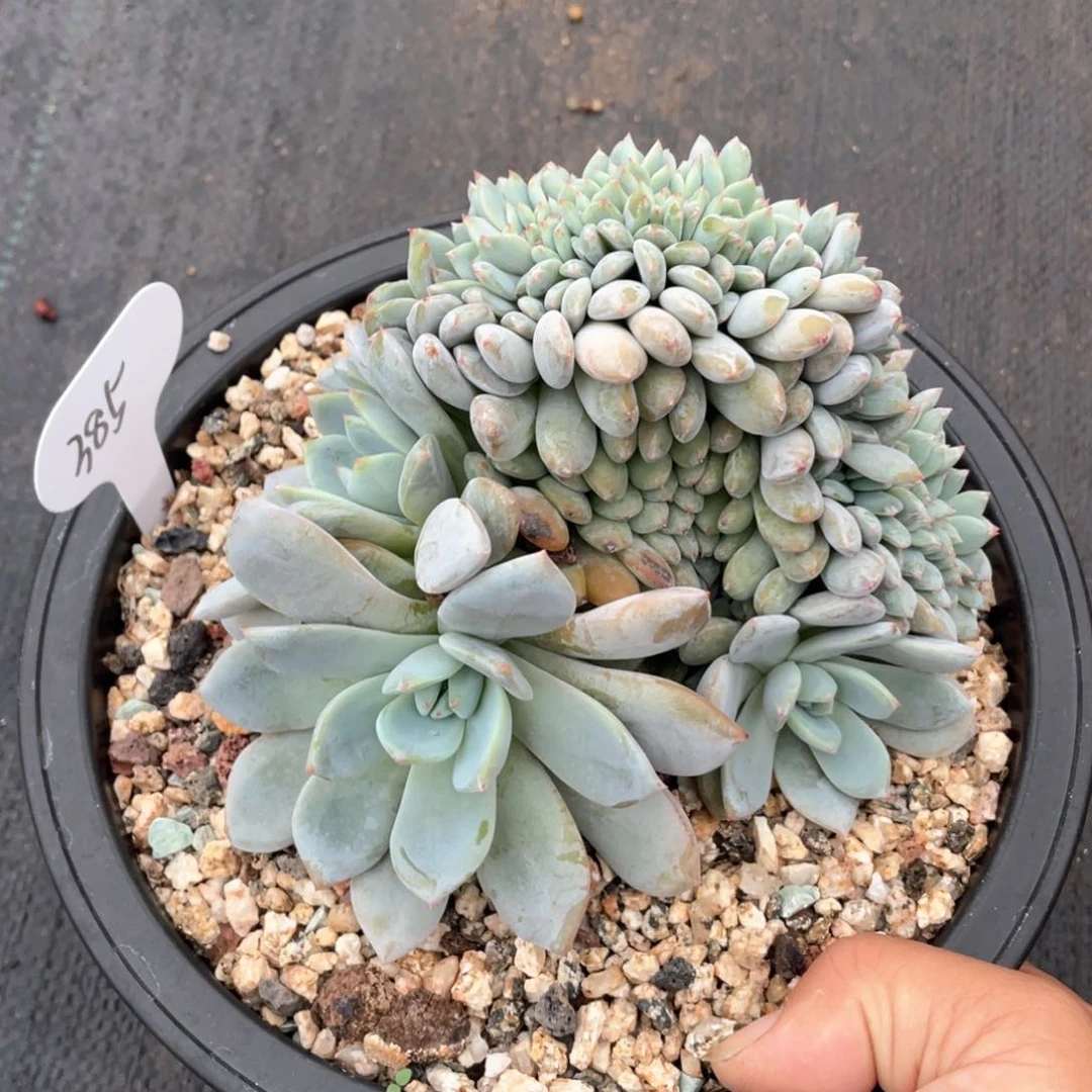 星影缀化小树一个385