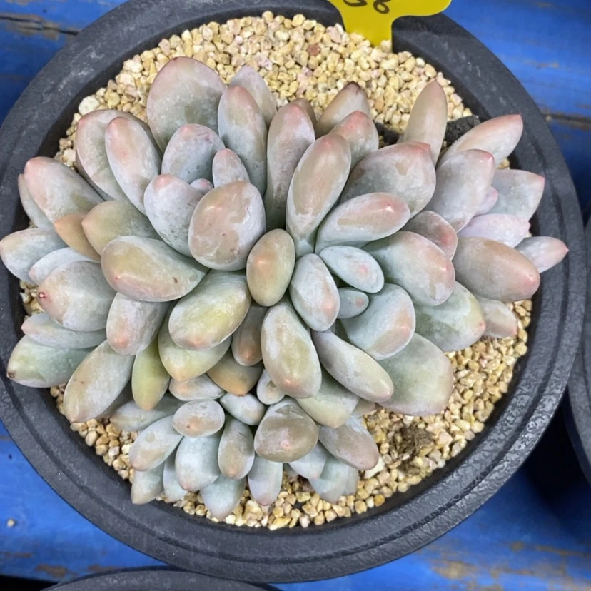 【闪购商品】小**乖香水
