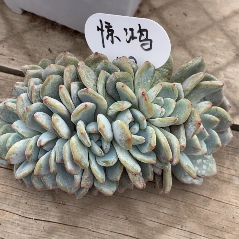 【闪购商品】惊*星影缀