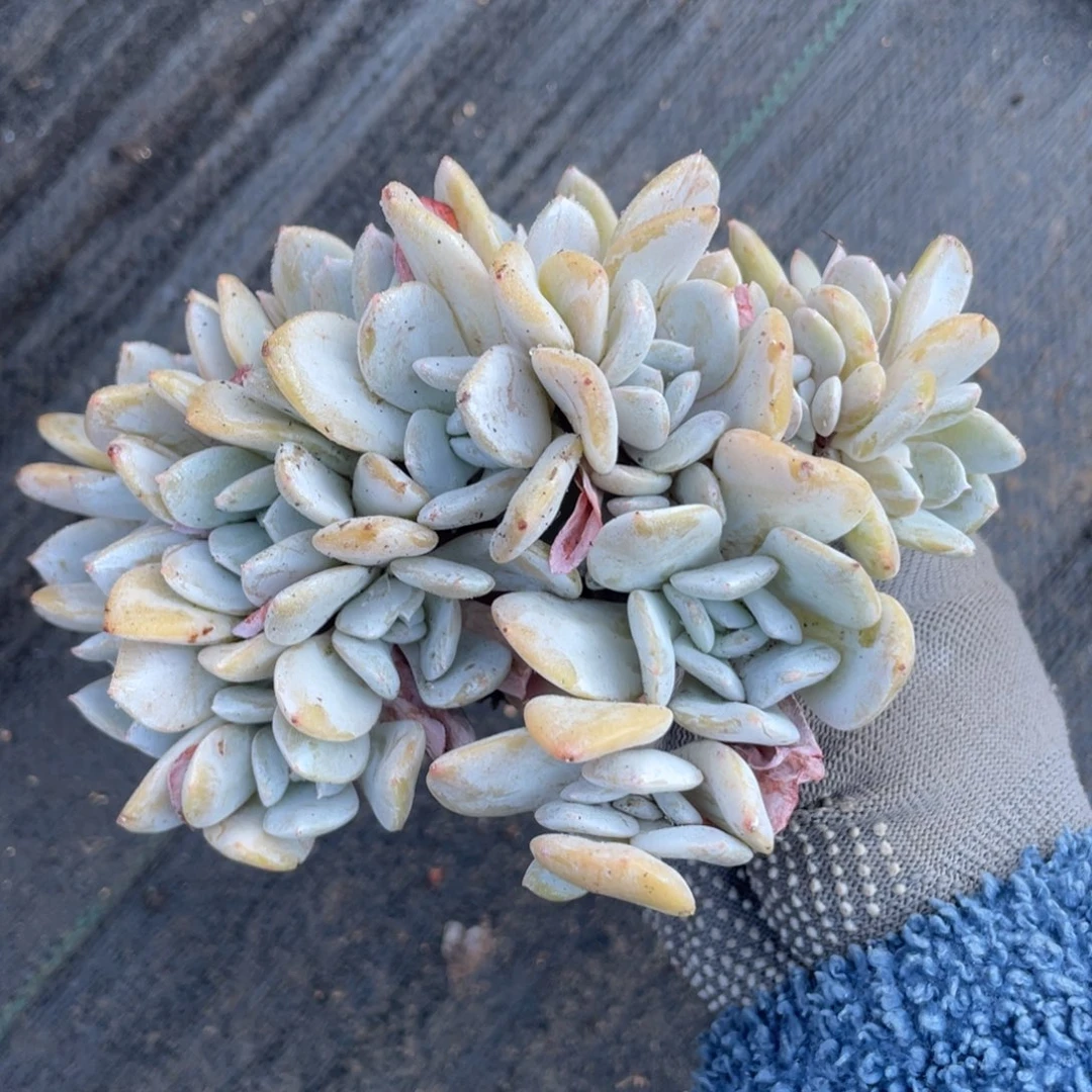 雪特缀化朵朵缀微瑕261