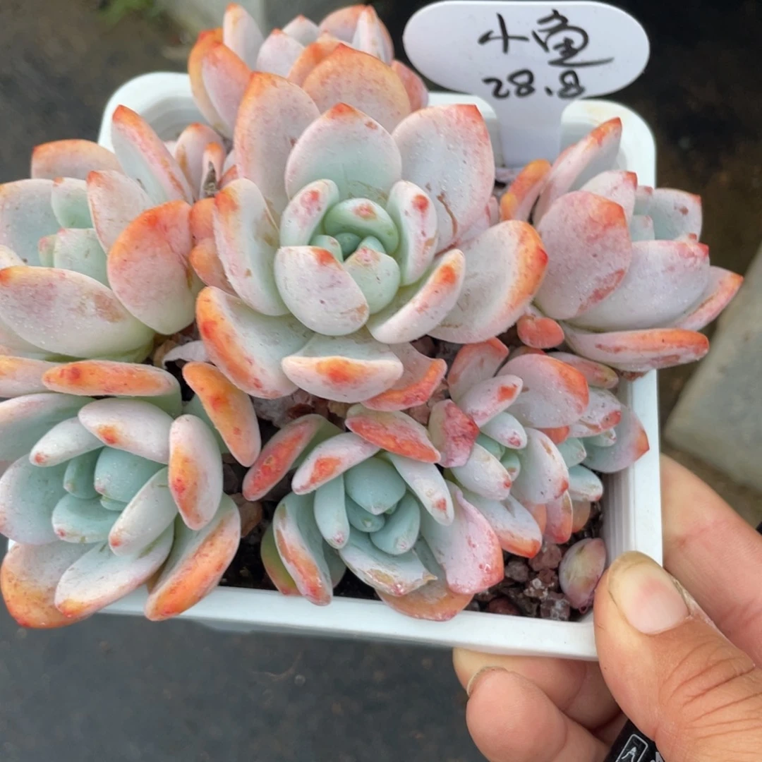 小**乖冷香群生一个28.8