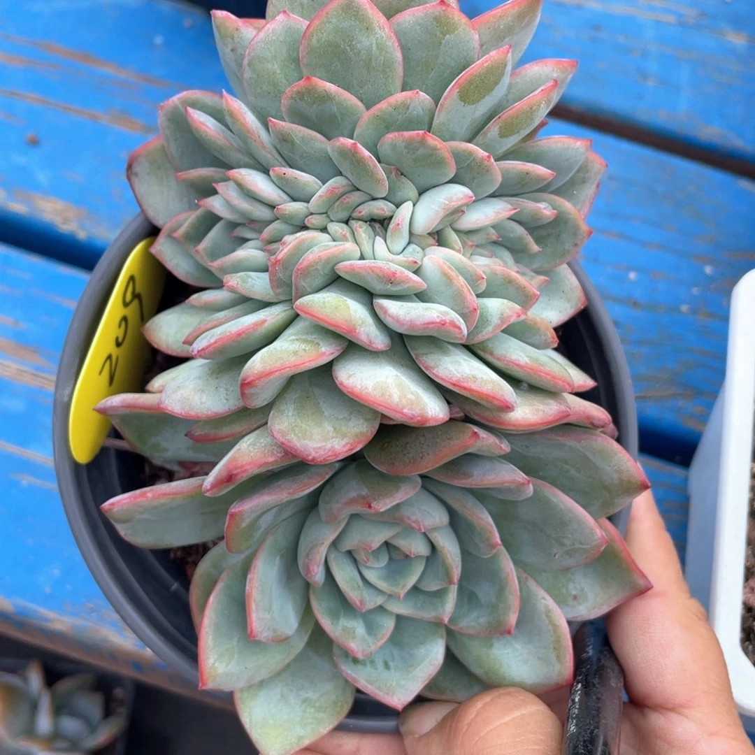 泡芙缀化一个209号