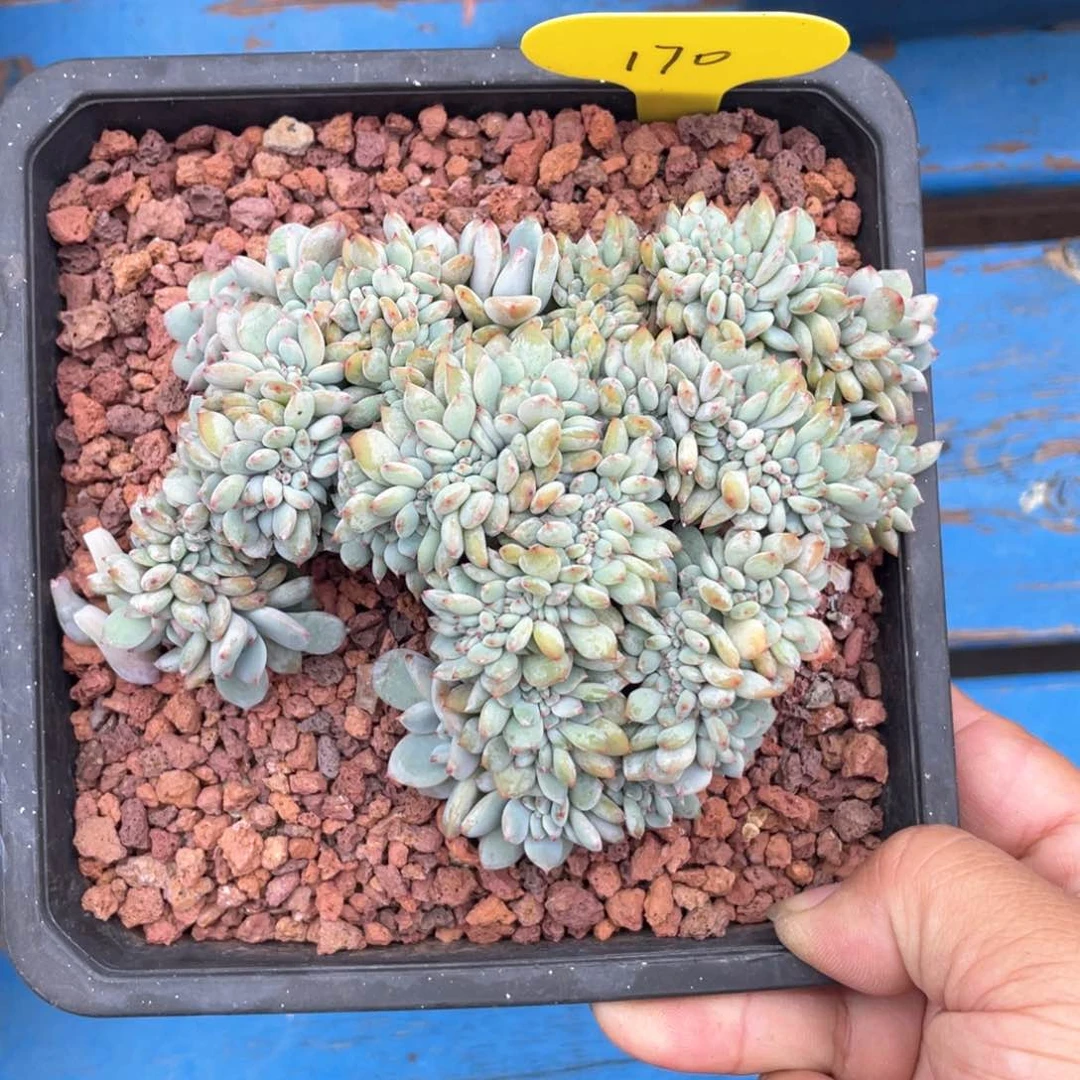 星影满天星缀有瑕疵170