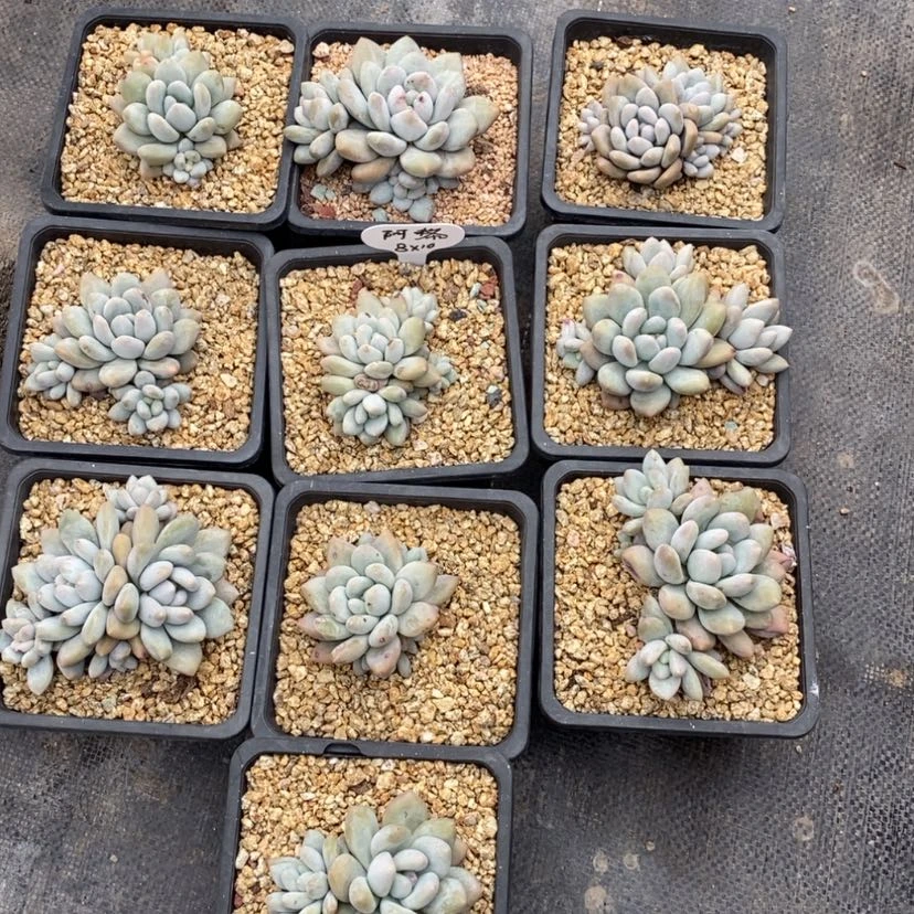 【闪购商品】大***黎小香水十个