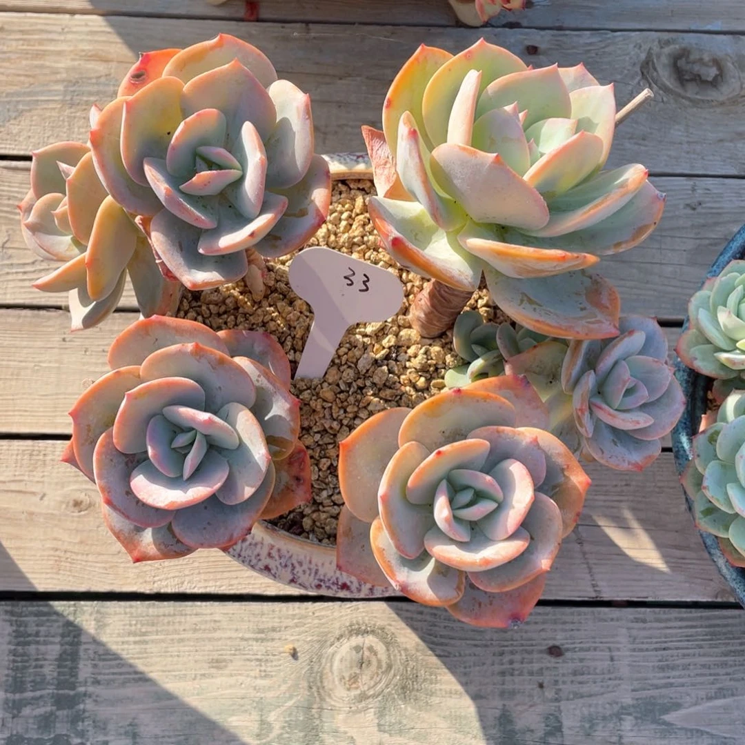 白凤清台子有砍不包断33