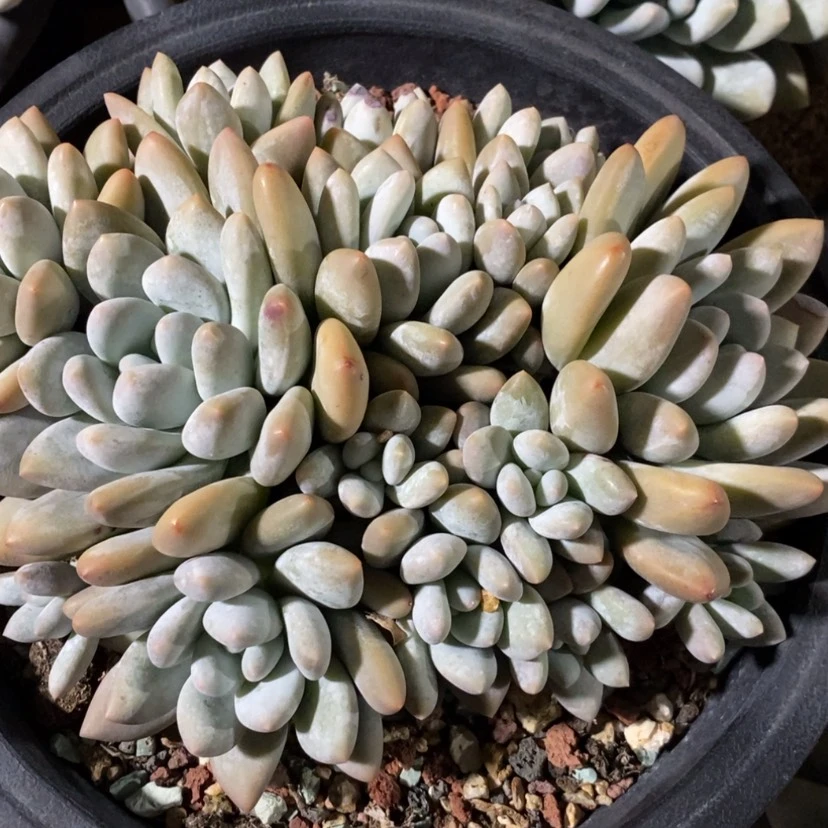 【闪购商品】叮*包子姐寄养台香水