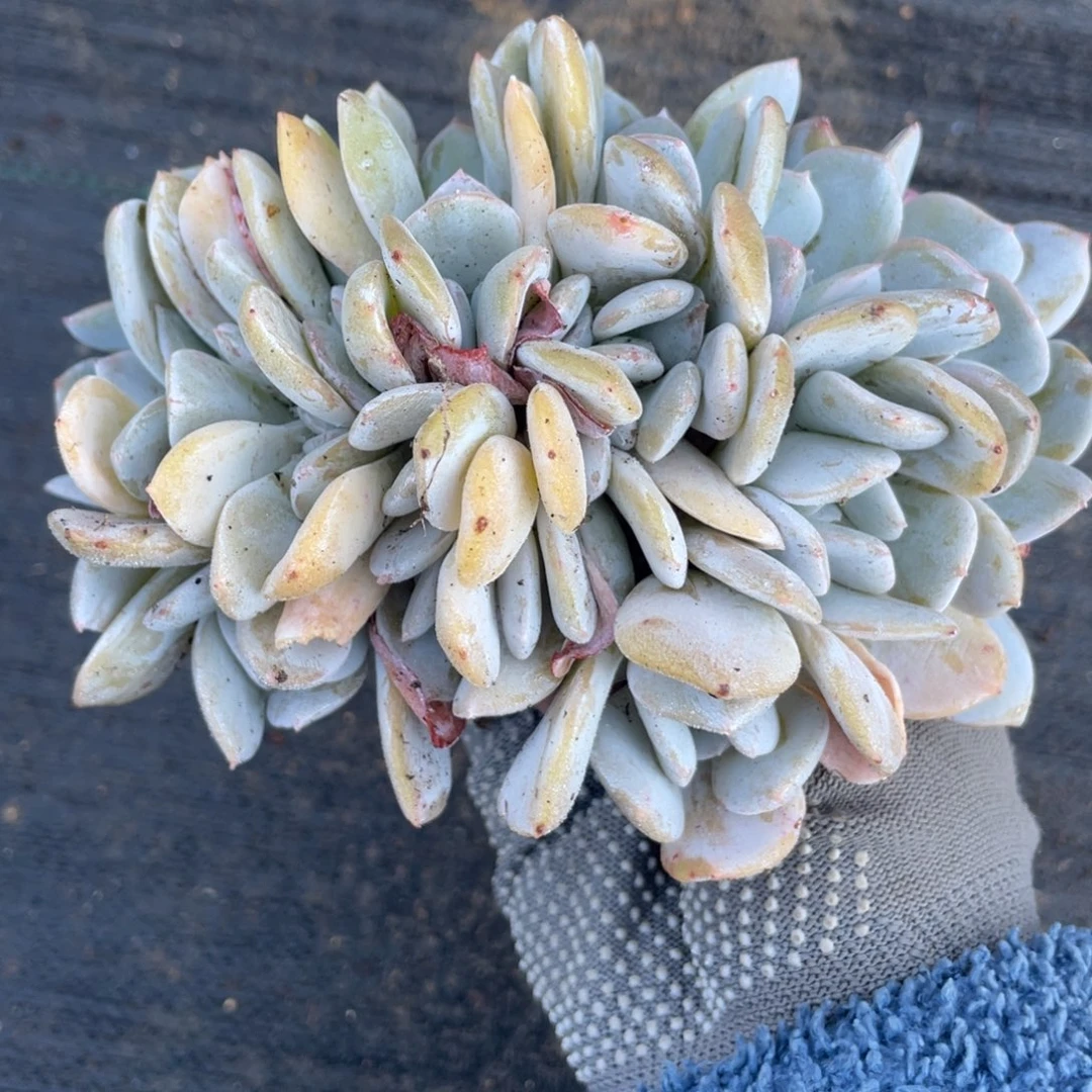 雪特缀化朵朵249