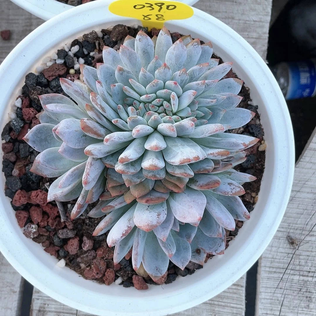 用****0星影缀化一个58