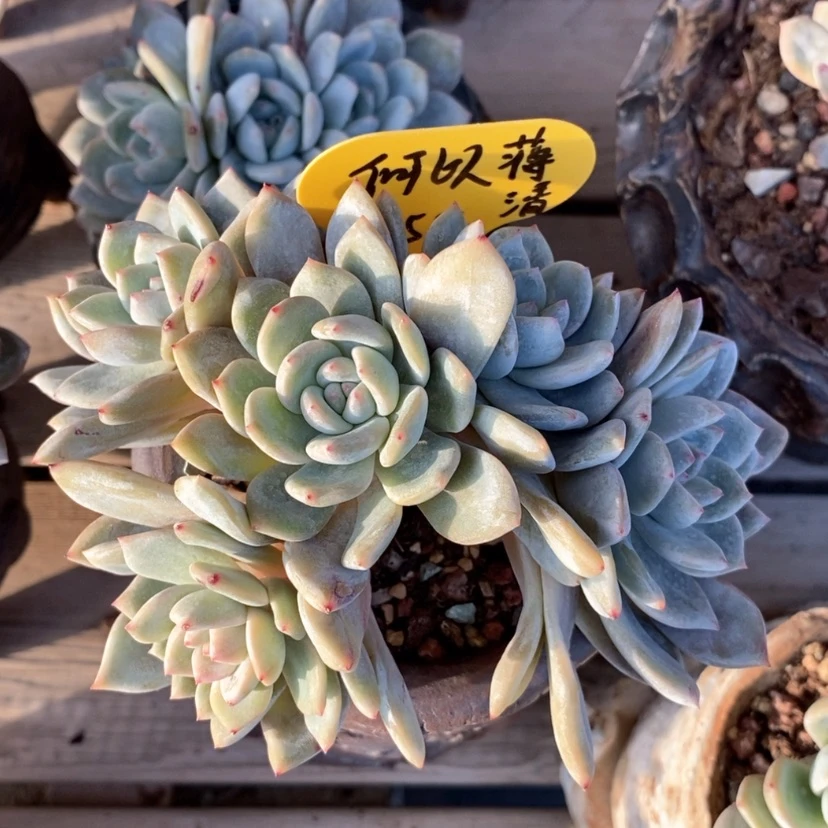 【闪购商品】何**清星影缀