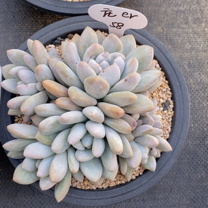 【闪购商品】庄**r香水