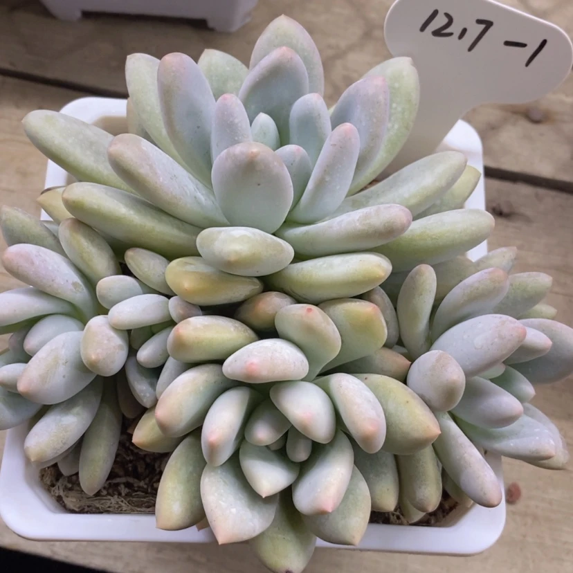 【闪购商品】1217-1香水