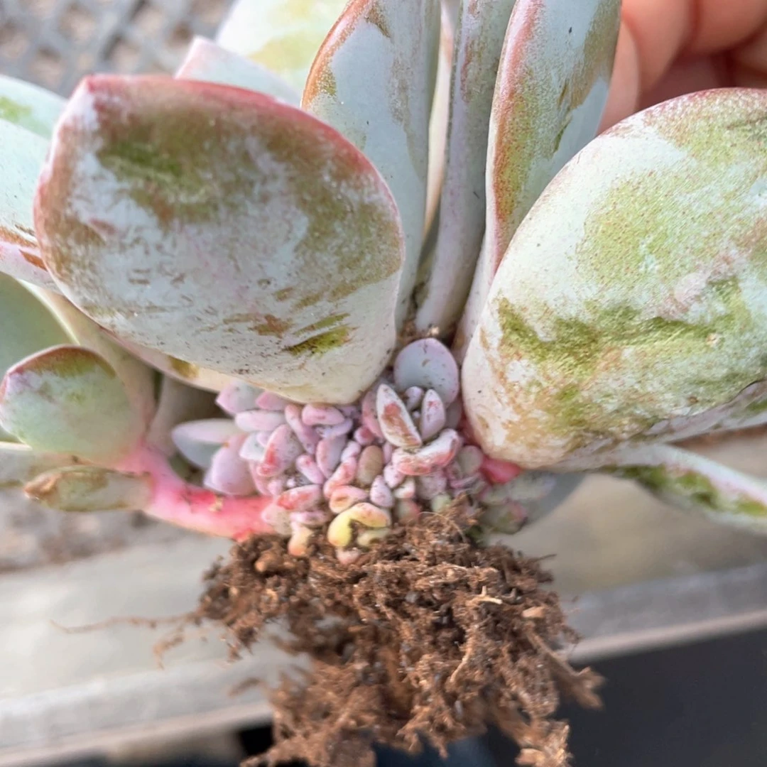 奶茶群生一个128