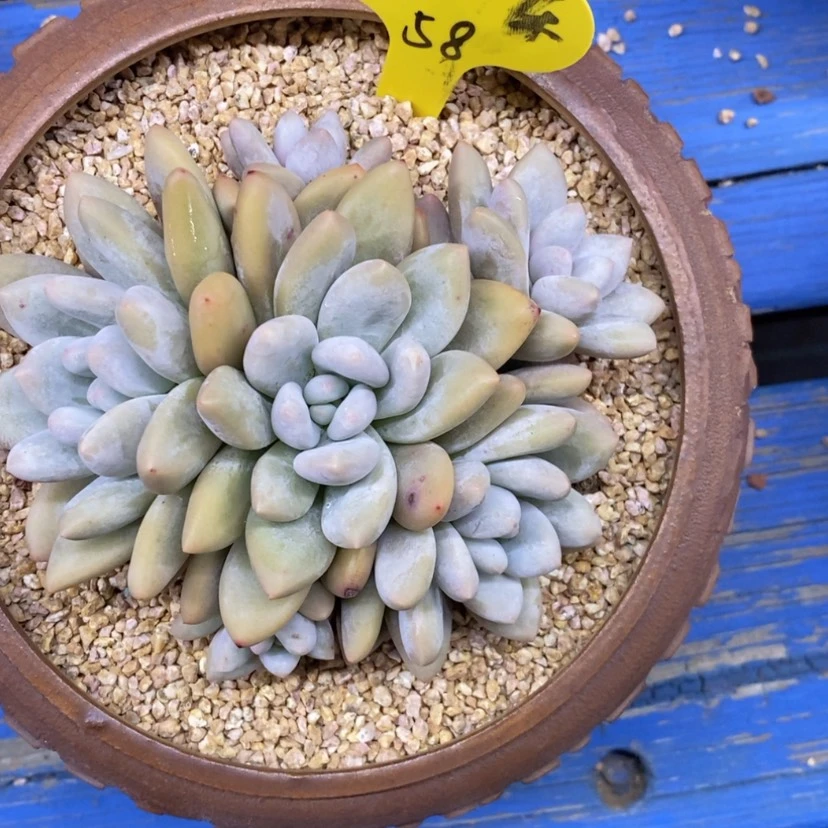 【闪购商品】猫*乐香水