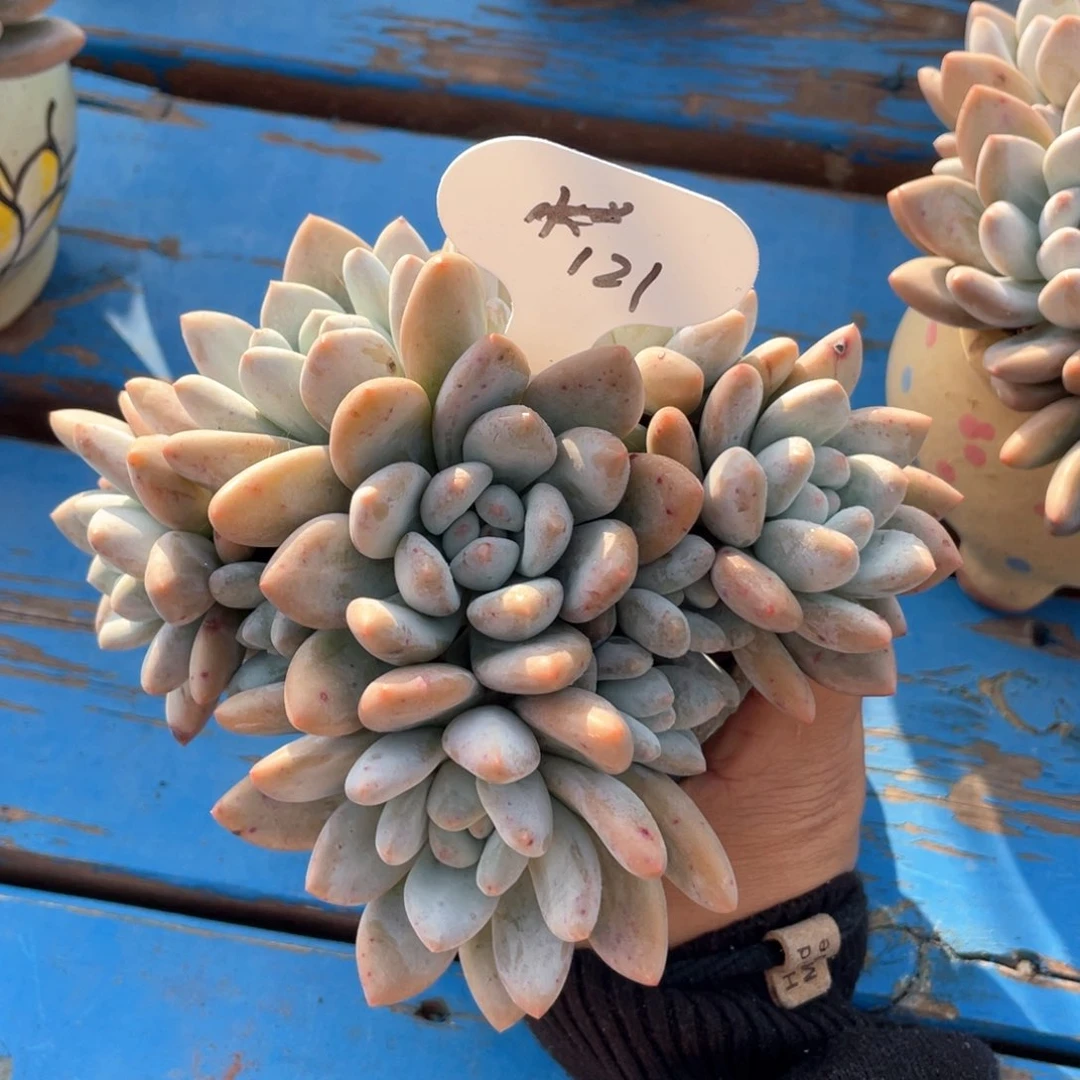 牙*奶酪体香水一个无砍121