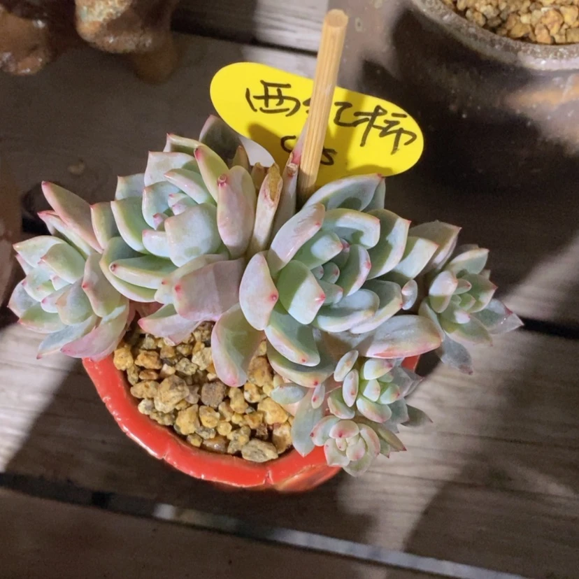 【闪购商品】西****样星影