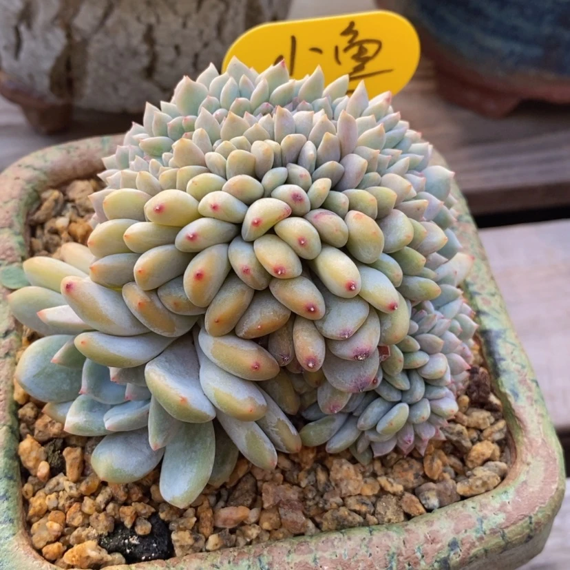 【闪购商品】小**乖星影缀