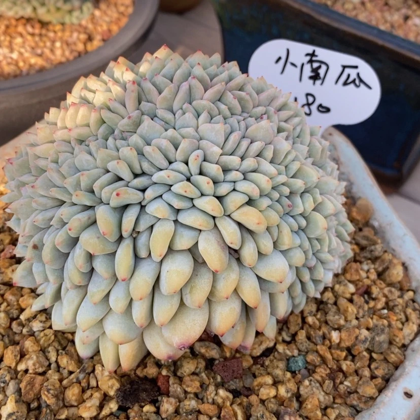 【闪购商品】?****?雪之魄缀