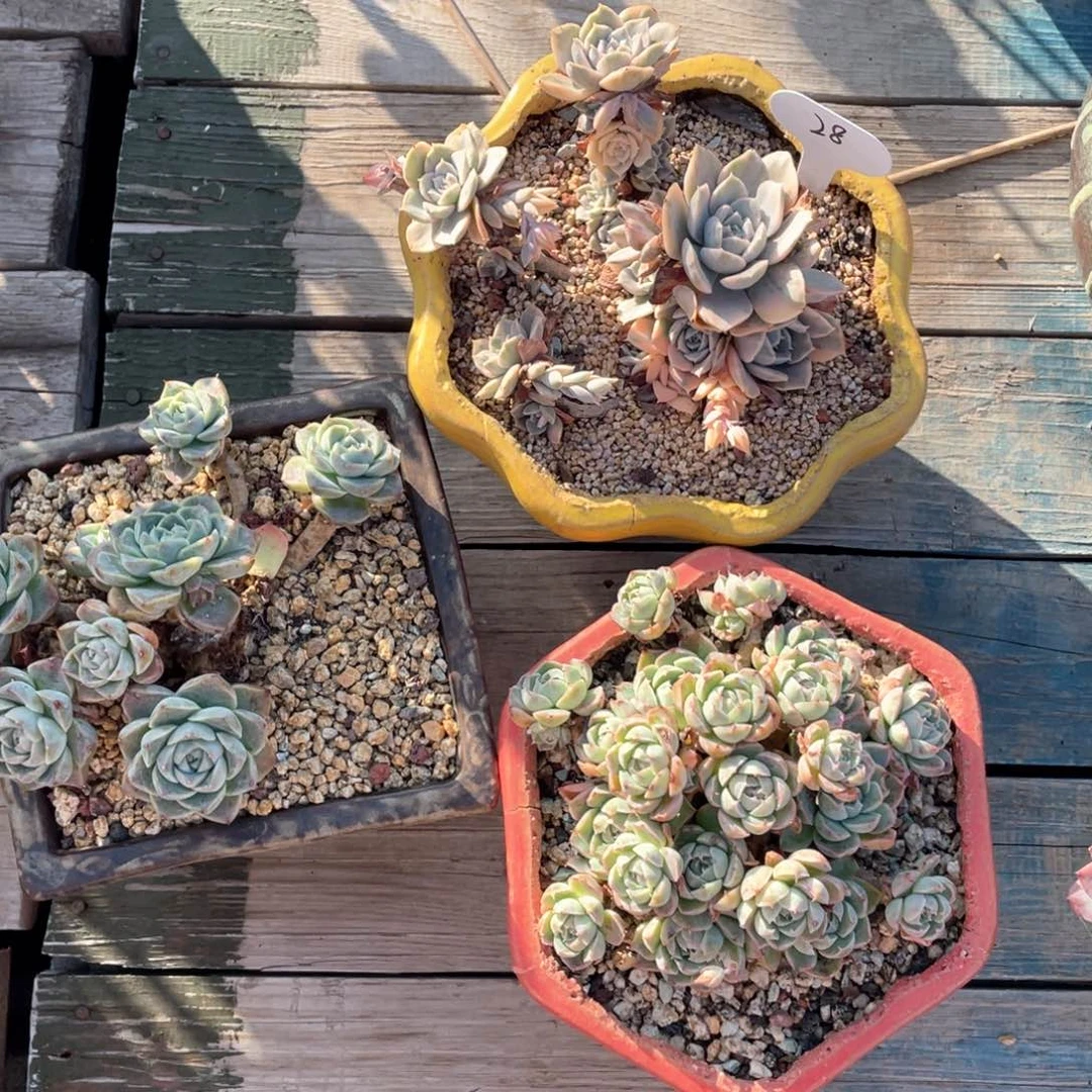 28号鲁氏锦三个一组不包断枝