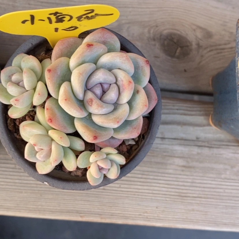 【闪购商品】?****?冰玉