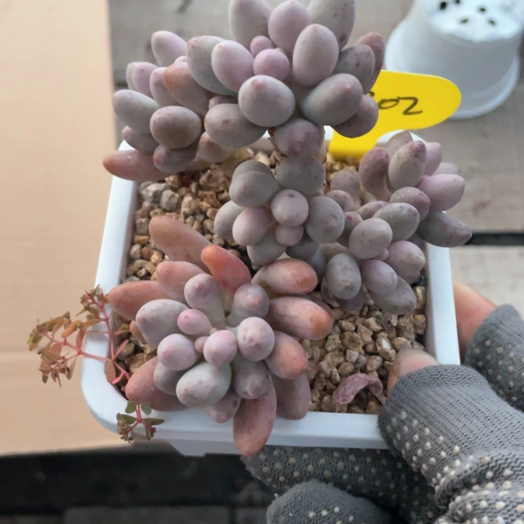 虾***薯桃花奶一个202号多肉