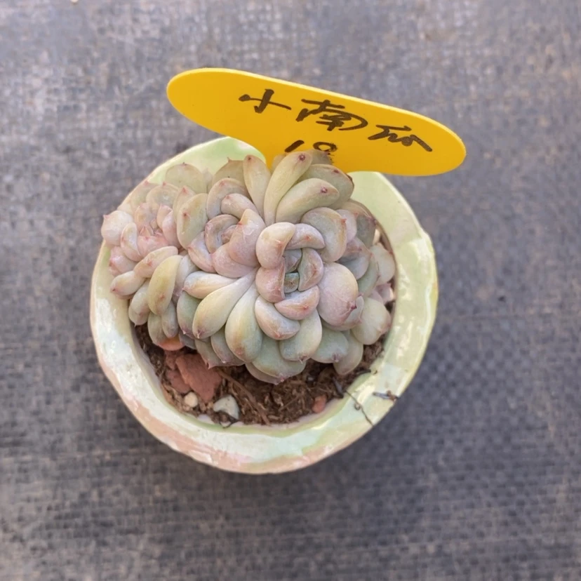 【闪购商品】?****?冰魄