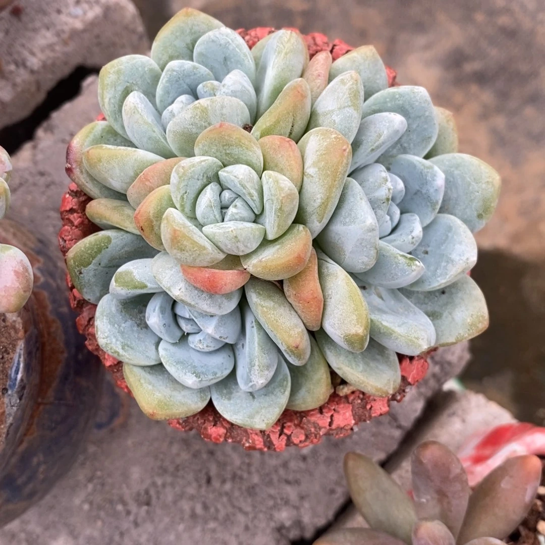 多肉奶油冰玉手捧