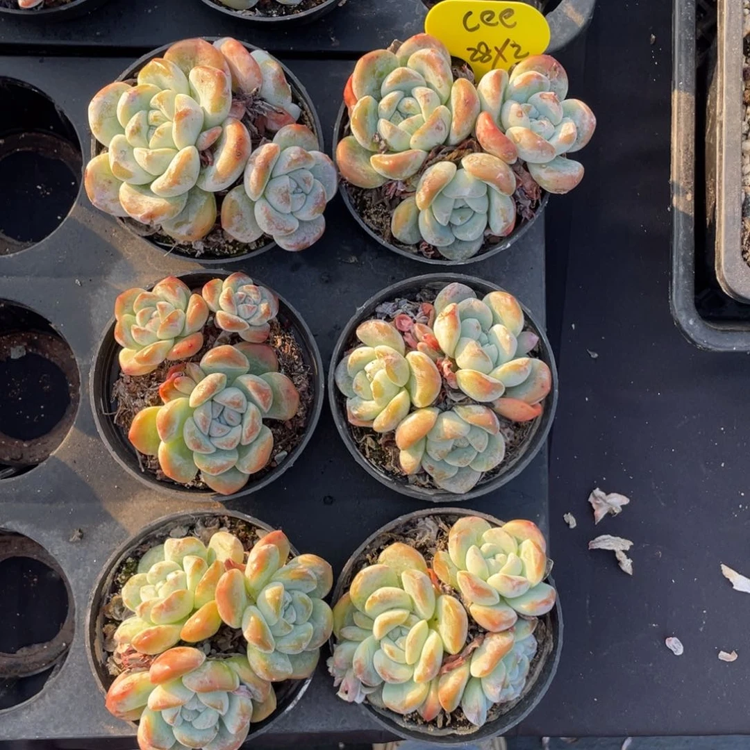 L*e冰玉两组六个56